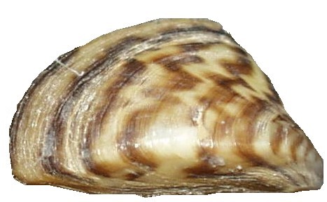 Dreissena polymorpha